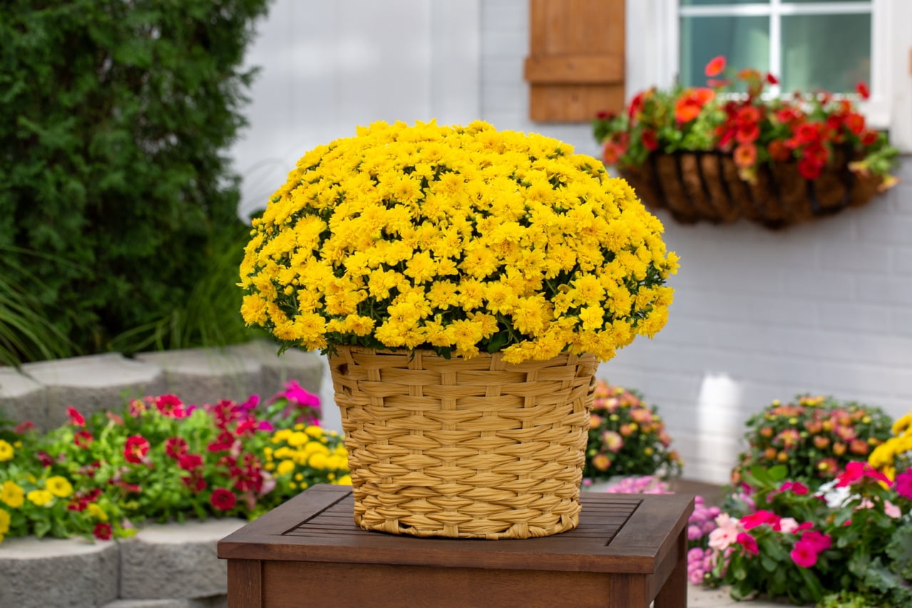 Better Homes & Gardens 2.5G Yellow Garden Mum Live Plant in Woven Bushel Basket