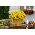thumbnail image 4 of Better Homes & Gardens 2.5G Yellow Garden Chrysanthemum Plant Decorative Basket Sun, 4 of 8