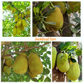 thumbnail image 4 of Live Jackfruit Tree, 7-12'' Tall, Sweet Tropical Plant Live, Edible Fruit Tree for Growing, 4 of 6