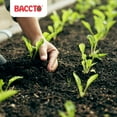thumbnail image 4 of Baccto Wholly Cow Horticulture Organic Peat & Composted Manure, 40 Quarts, 4 of 7