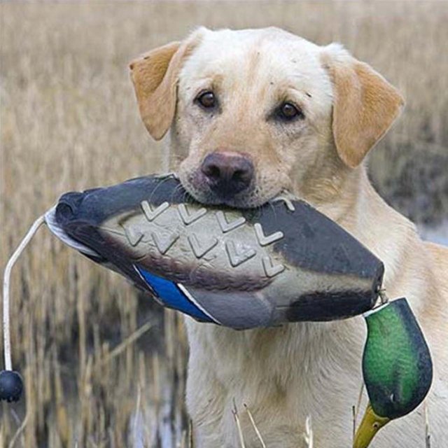 Juguete para morder para perros perfecl duradero multicolor