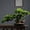 65*45*25cm, variant on Artificial plant, decorative artificial trees simulation pine pine pot plant, artificial plant decoration
