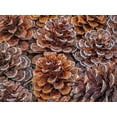 thumbnail image 2 of Gulin, Sylvia 18x15 Black Ornate Wood Framed with Double Matting Museum Art Print Titled - USA-Washington State-Table Mountain eastern Cascade Mountains Ponderosa Pine cones, 2 of 4