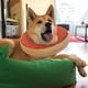 thumbnail image 4 of Collar inflable para perros, lavable, lindo diseño de dona, collar protector de recuperación para perros, cono de recuperación ajustable para mascotas después de la cirugía, 4 of 5