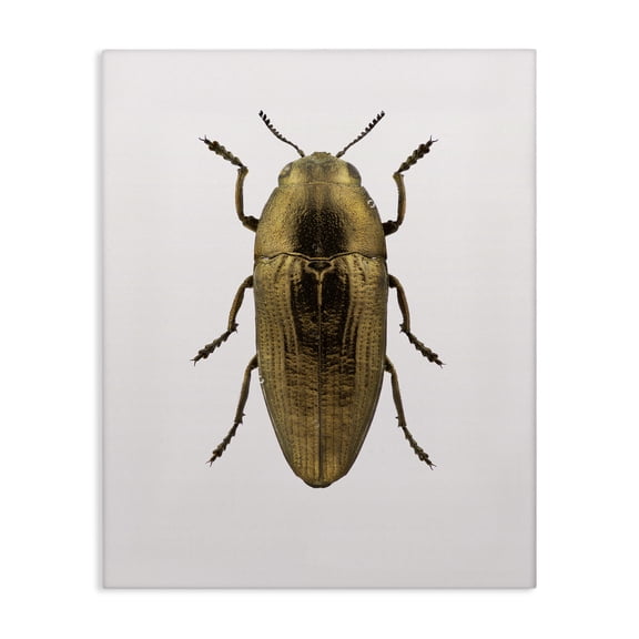 Stupell Industries - Beetle Gold Animal Photograph Canvas 24x30 by Design Fabrikken