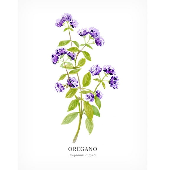 Trademark Fine Art Rosana Laiz Blursbyai Oregano I Canvas Wall Art