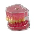 thumbnail image 3 of Modelo de enseñanza oral,Modelo de extracción dental Modelo de enseñanza oral,Kit educativo para la práctica de extracción de dientes,Instrumento dental modelo didáctico, 3 of 9