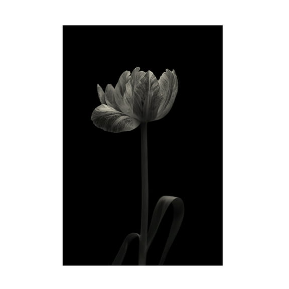 Canvas Wall Art - Lotte Gronkjar 'Tulip Mania' Wall Art for Living Room, Bedroom, or Office DÃ©cor by Trademark Fine Art - 12 x 19 Inches