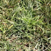 Pennington Centipede Grass Seed with Mulch; 5 lbs., Grass Seeds for Lawn, for Full Sun