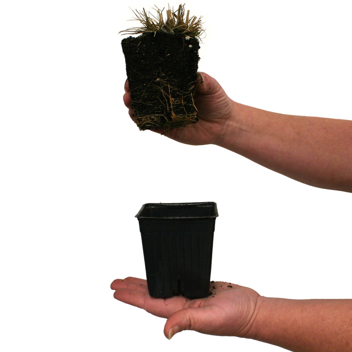 Van Zyverden Ornamental Grass Dwarf Fountain One Potted Plant Yellow Partial Sun Ornamental/Decorative 1 lb