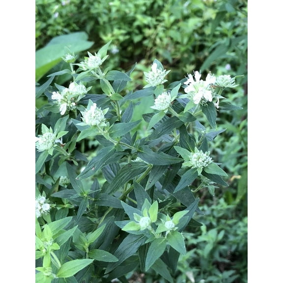Mint, Mountain Seeds (Pycnanthemum tenuifolium) 1000 Seeds (0.1 grams)