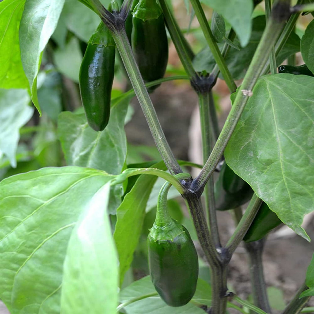 Jalapeno Hot Pepper Garden Seeds NonGMO, Heirloom, Organic Vegetable
