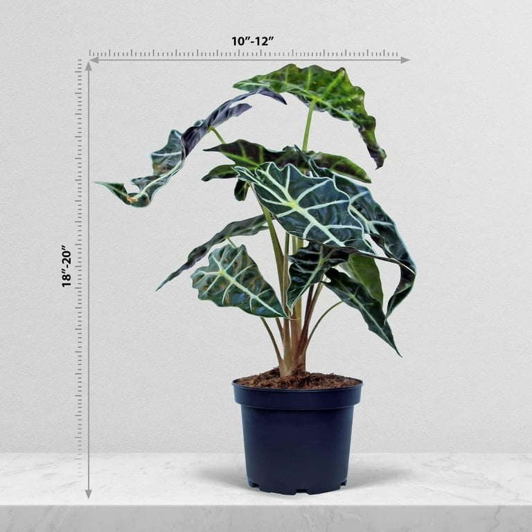 Live Alocasia Polly, Amazonian Elephant Ear, Plant Lover Gift, Large Rare  Houseplant, Plant Lady Gift, Plant Gift for The Home, Mom Gift Plant in 6"  Pot - Walmart.com