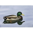 thumbnail image 2 of Jones, Adam 18x13 White Modern Wood Framed Museum Art Print Titled - Duck swimming in autumn water, 2 of 4