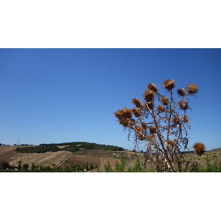 LAMINATED POSTER Thistle Summer Dry Pointed Sky Prickly Heat Poster Print 24 x