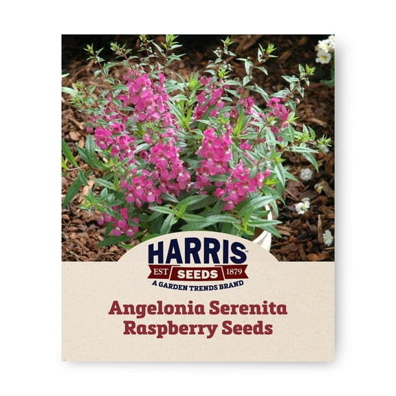 Harris Seeds - Angelonia Serenita Pink F1 Flower Seeds – Compact Plants - 50 Seeds