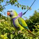 thumbnail image 4 of Arnés para caminar de loro y chaleco antiescape con correa ajustable suave y transpirable para cacatúa y aves pequeñas, cuerda de 200 cm, múltiples colores, 4 of 6