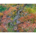 thumbnail image 2 of Fitzharris, Tim 32x26 White Modern Wood Framed Museum Art Print Titled - Maples in autumn-Lost Maples State Park-Texas, 2 of 4