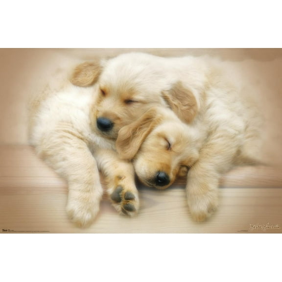 Keith Kimberlin - Puppies - Golden Retrievers Cuddling Wall Poster, 22.375" x 34"