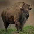 thumbnail image 2 of Alderman, Joe 26x26 Gold Ornate Wood Framed with Double Matting Museum Art Print Titled - American Bison, 2 of 4