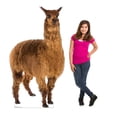 thumbnail image 4 of Advanced Graphics 3010 72 x 40 in. Llama Cardboard Cutout, 4 of 5