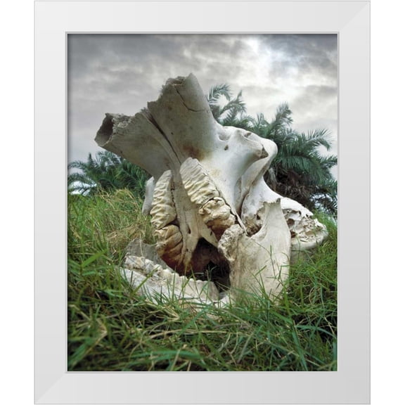 Zuckerman, Jim 15x18 White Modern Wood Framed Museum Art Print Titled - Kenya, Masai Mara Game Reserve Elephant skull