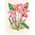 thumbnail image 3 of Jean Jules Linden 11x14 Black Modern Framed Museum Art Print Titled - Cattleya Lawrenceana (1885-1906), 3 of 5