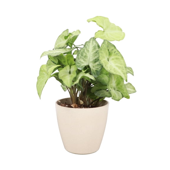 Live Butterfly Syngonium Plant - 4" Eco Pot - Natural