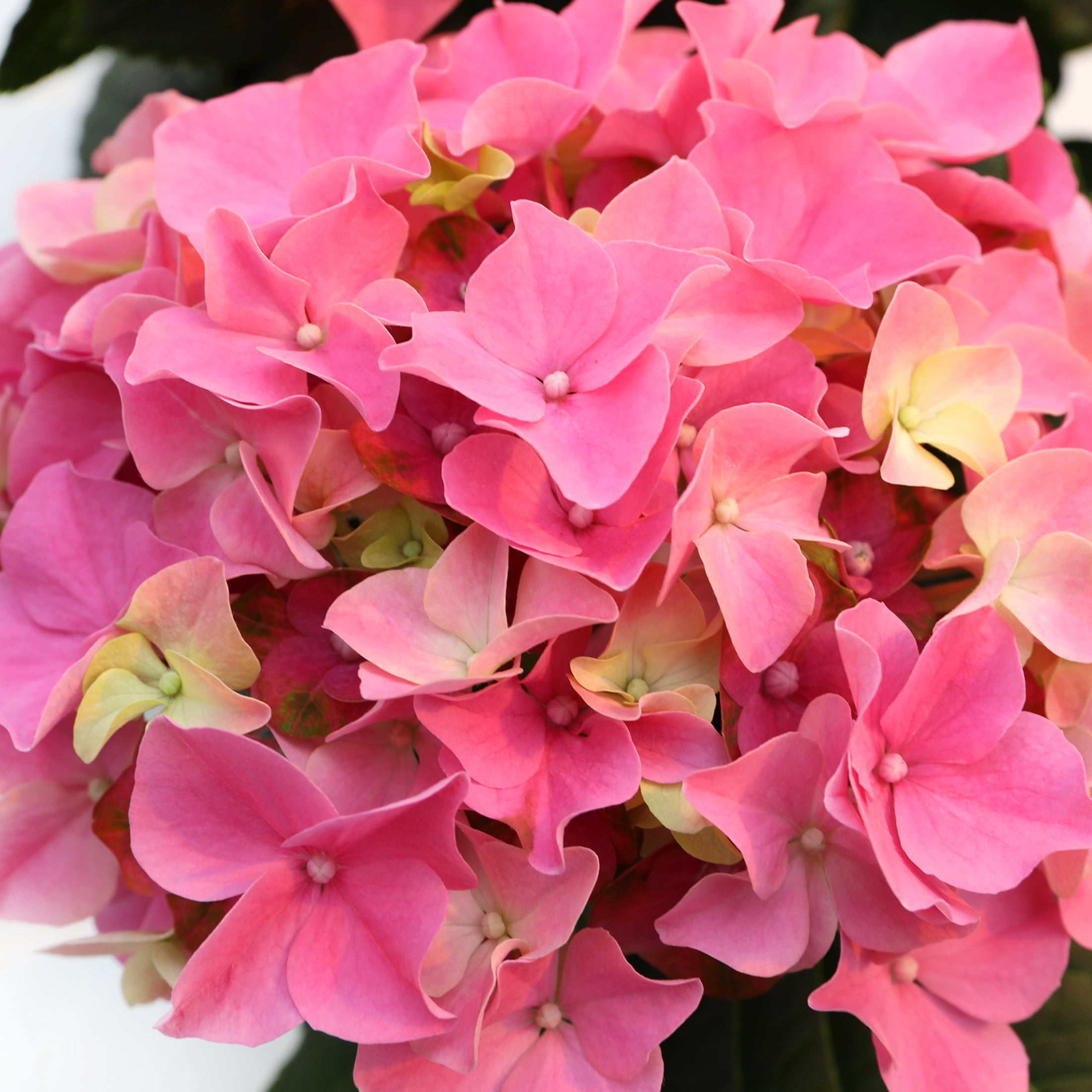 5in Pink Hydrangea in White Ceramic Pot Live Plant