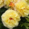 thumbnail image 3 of Heirloom Roses Rose Bush - Rugelda Rugosa , Yellow Live Rose Plant, 3 of 3