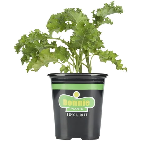 Bonnie Plants Curly Kale 19.3 oz. 4.5-inch
