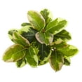 thumbnail image 2 of Nearly Natural Green 23” Rubber Leaf Artificial Plant (Real Touch), Set of 3, 2 of 3
