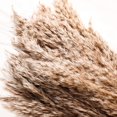 thumbnail image 5 of SREED 20 Pcs 23 Inch Tall Fluffy Pampas Grass XL Size Brown Dry Pompous Grass Decor Wedding Flower Boho Decor Natural Pompas Flower Bouquet, 5 of 8
