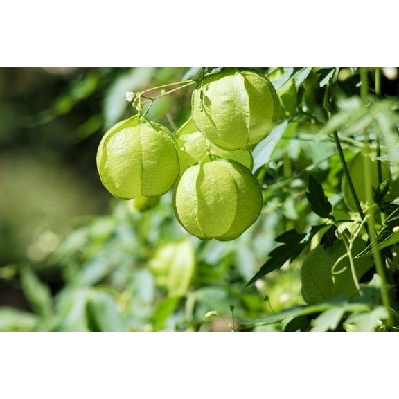 SEEDS  = Balloon Vine -Love in a Puff - 10 Seeds-Tropical Flower -Yellow-White Blooms - Annual -Perennial