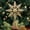Gold, variant on Unique Bargains Glittering Snowflake Tree Decoation with Radiant Spring Mount Red 9.1"