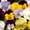 Other, variant on Pansy Flower Garden Seeds - Cool Wave Series - Purple - 100 Seeds - Annual Flower Gardening Seed