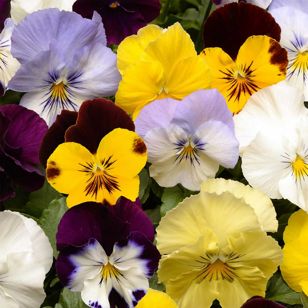 Pansy Flower Garden Seeds - Cool Wave Series - Color Mix - 100 Seeds ...