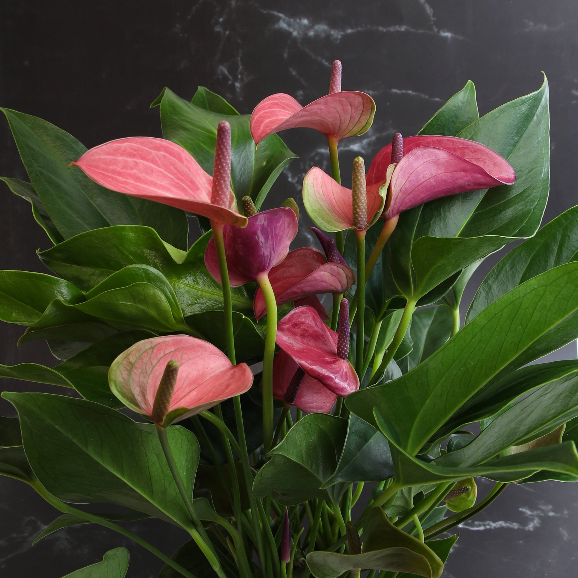 Altman Plants Purple Mix Anthurium Plant Gift, White Pot, 10-12" Tall Flamingo Flower Lily