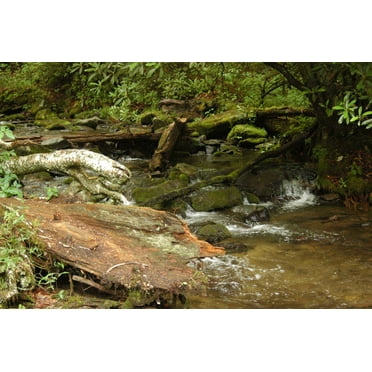 Guernsey Stream Wall Decal