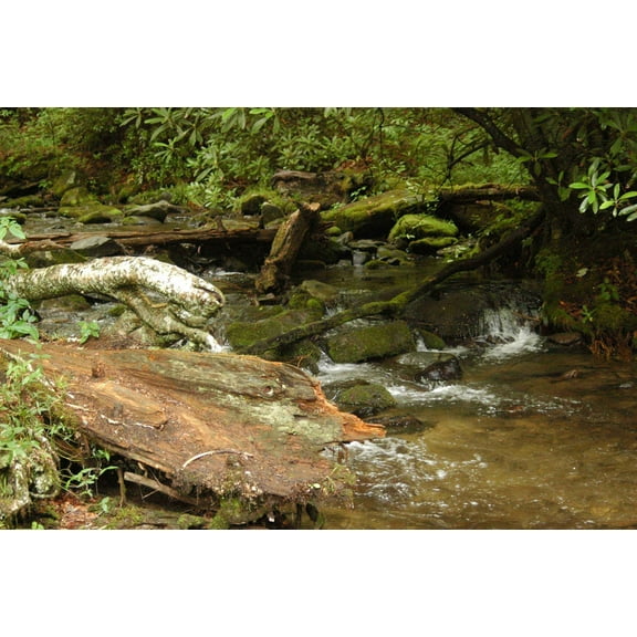 Guernsey Stream Wall Decal