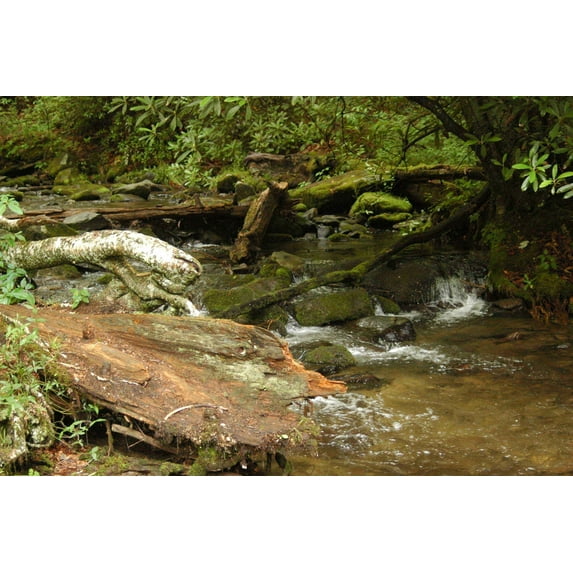 Guernsey Stream Wall Decal