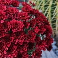 thumbnail image 4 of (2 pack) Better Homes & Gardens 2.5G Red Mum Live Plant in Bushel Basket, 4 of 8