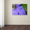 thumbnail image 3 of Trademark Fine Art "Clematis Abstract" Canvas Art by Kurt Shaffer, 3 of 3