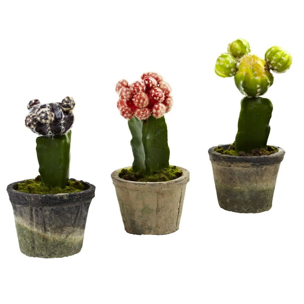Cactus Coloré (Lot de 3)