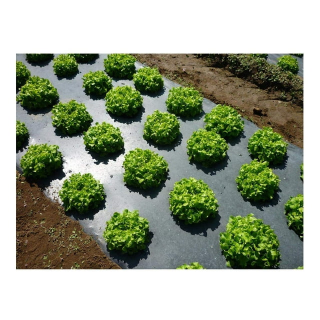 Grower's Solution Paillis en Plastique Noir 4 Pi X 100 Pi 1,0 Mil Gaufré