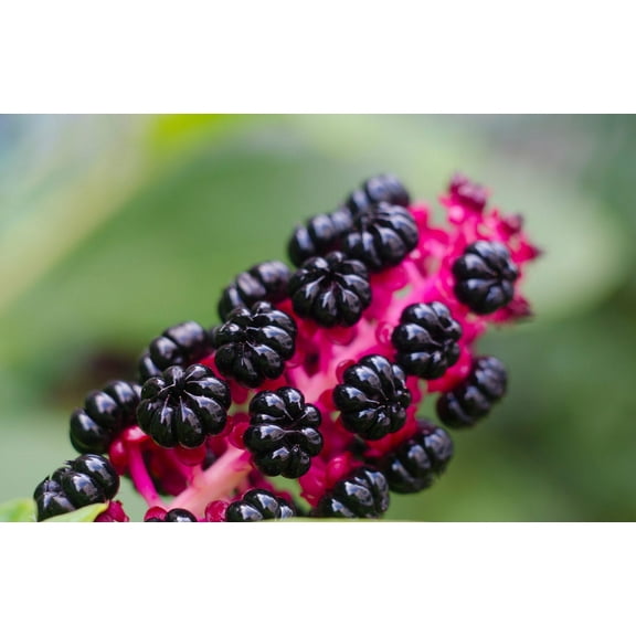 Poke Berries Seeds (Phytolacca americana) 75 Seeds (1 grams)