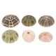 thumbnail image 4 of 6 piezas de decoración de erizos de mar para macetas de plantas aéreas, decoración de mesa con erizos de mar, decoración para peceras, 4 of 8