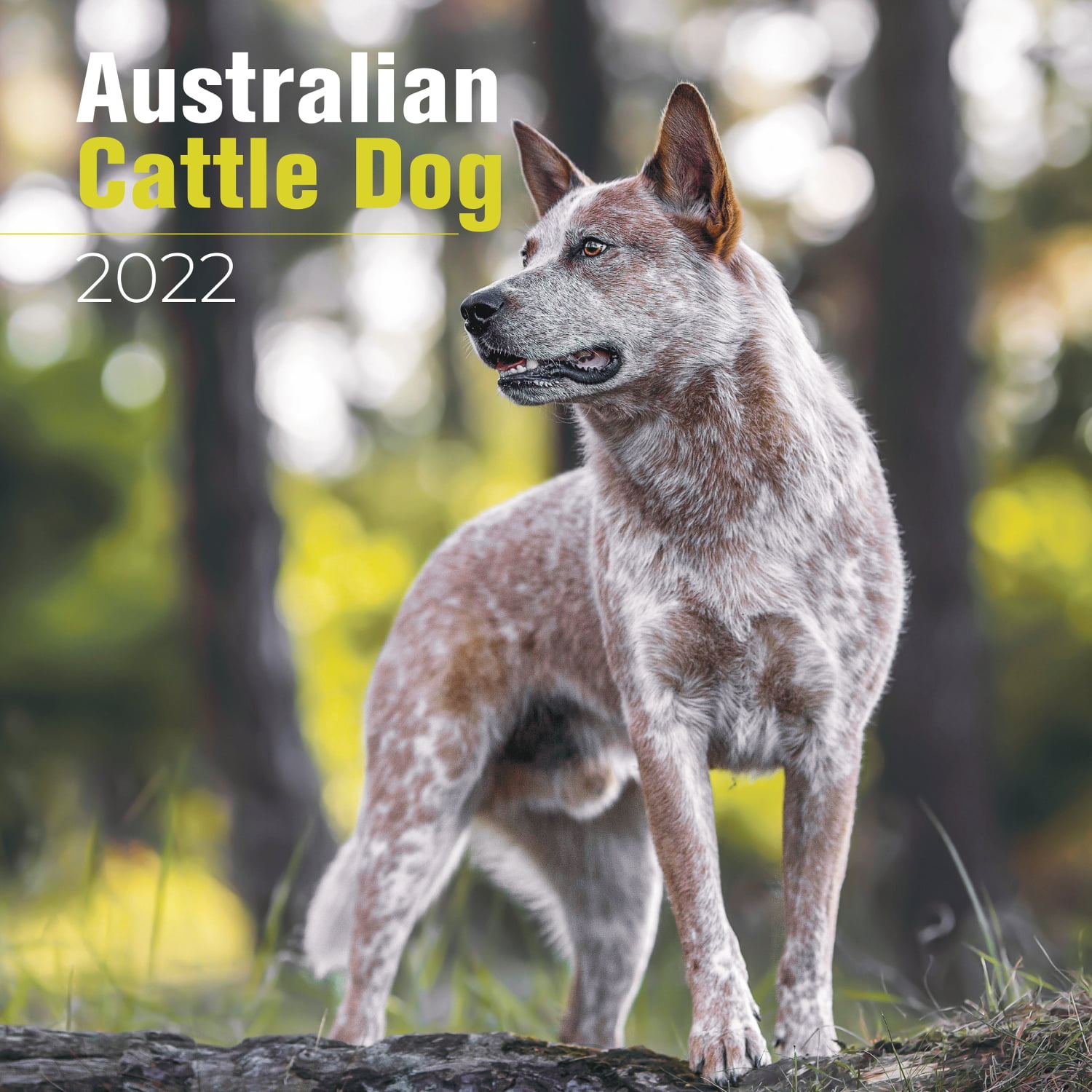Australian Cattle Dog Calendar 2021-2022 - Breed Monthly Calendar - Made In USA 12 x 24 (Open) - Planner Calendar for Organizing & Planning - Walmart.com