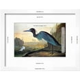 thumbnail image 3 of Audubon Little Blue Heron, Animals Framed Art Print Wall Art by John James Audubon Sold by Art.Com, 3 of 6