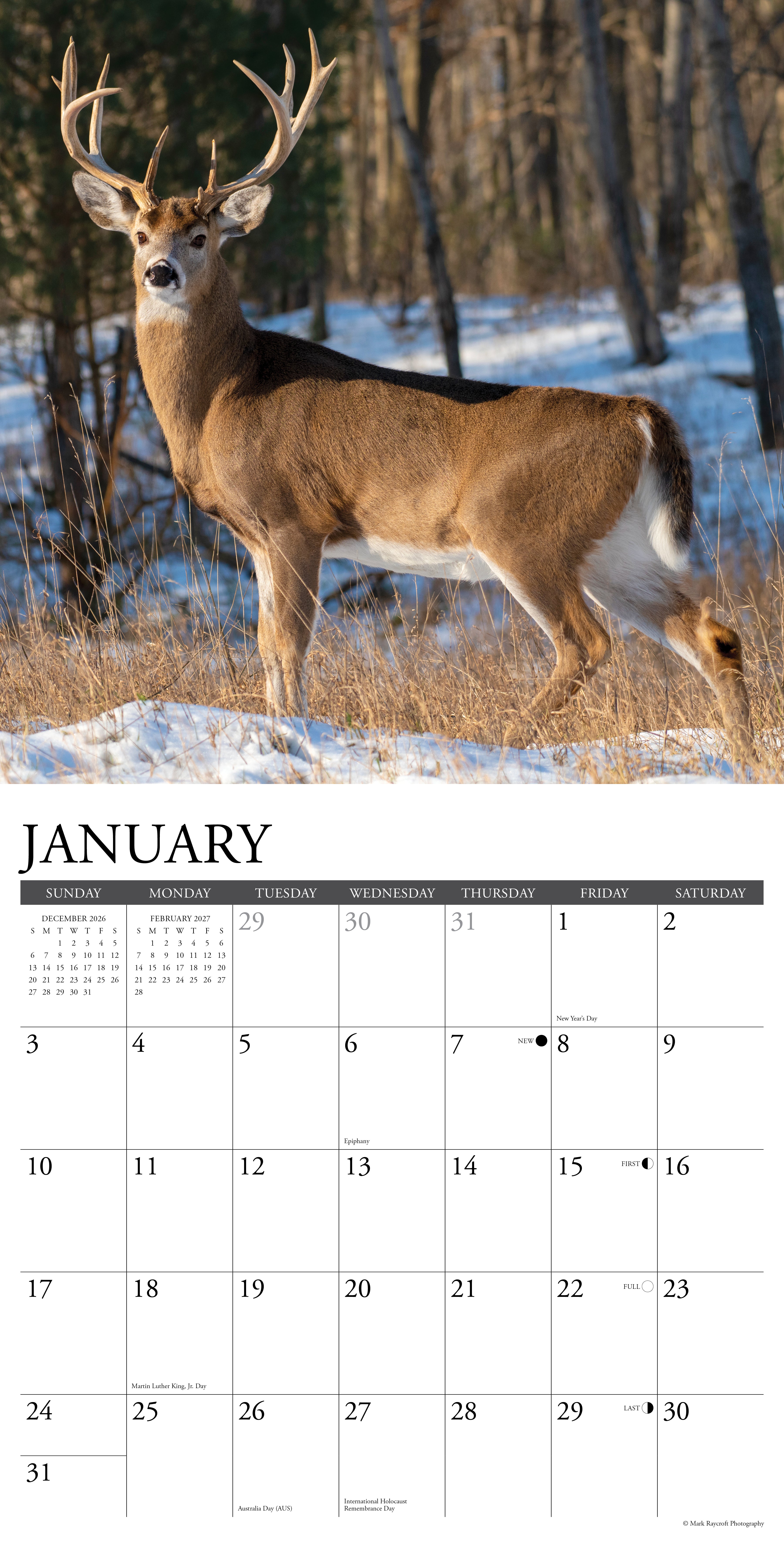 Willow Creek Press, Whitetail Monarchs (Deer) 2027 Wall Calendar